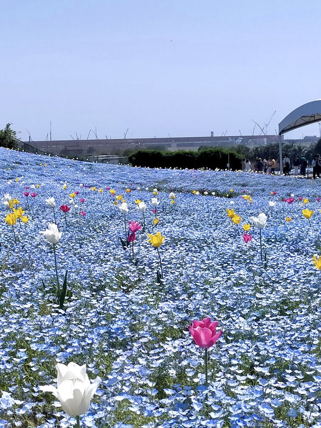  Nemophila Festival งานเทศกาลดอกไม้โอซาก้า