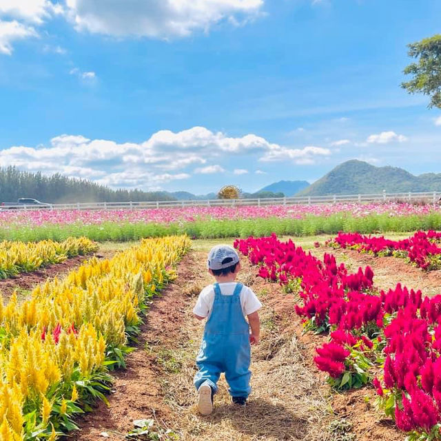 Farm Chokchai ไปที่เดียวได้รูปกลับมาเป็นร้อย