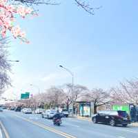 Picnic at Yeouido Hangang Park