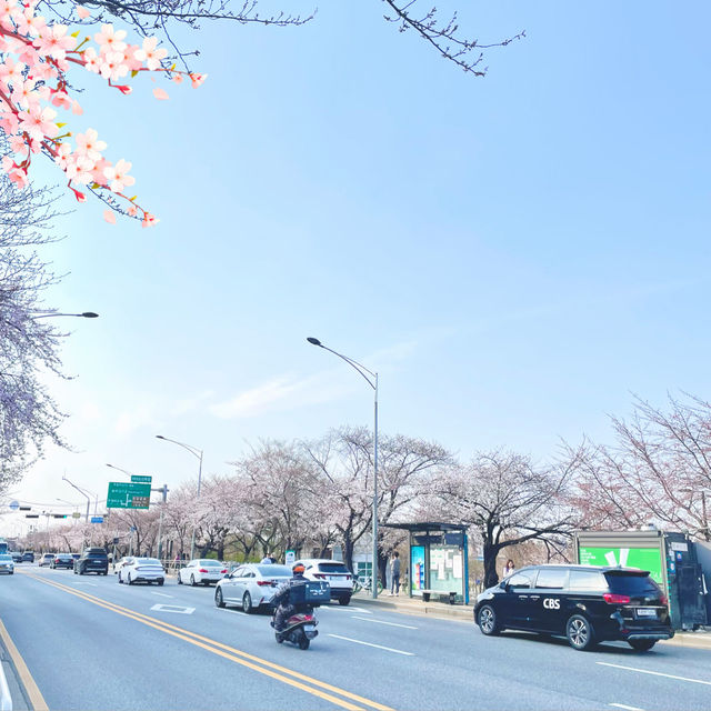 Picnic at Yeouido Hangang Park