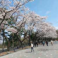 Cherry Blossom Festival 2024 @ Seoul Grand Park