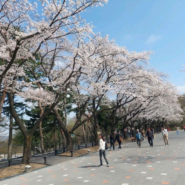 Cherry Blossom Festival 2024 @ Seoul Grand Park