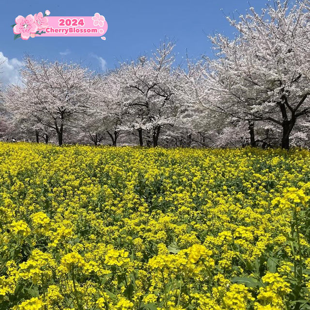 Blooming at Akagiyama Senbonzakura