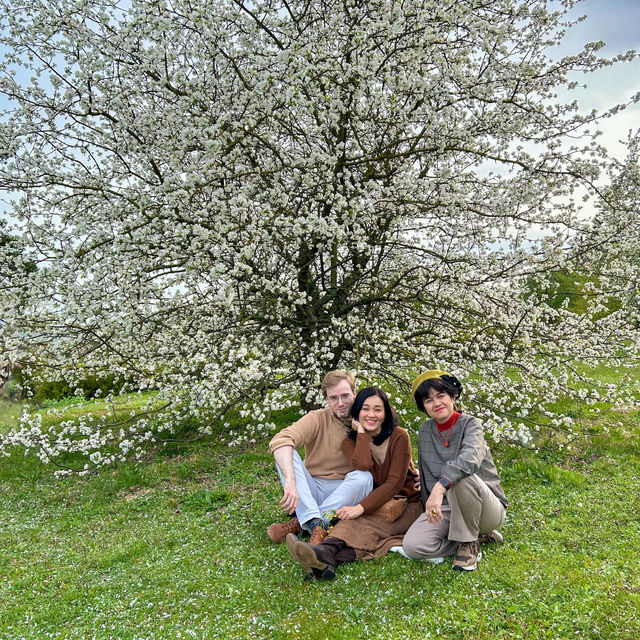 北ドイツ，ロストック植物園の桜