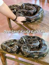 Snake Encounters at Deerland Kuala Gandah