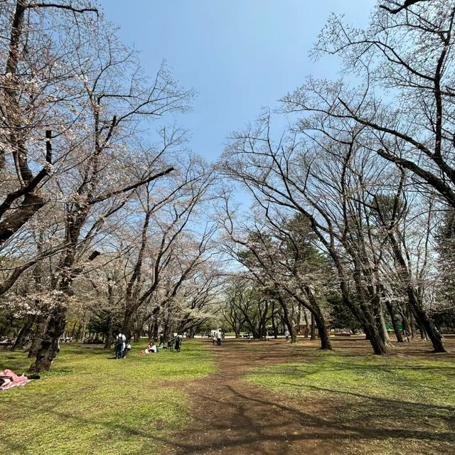 上汐公園：春季粉紅櫻花，享受大自然的美好
