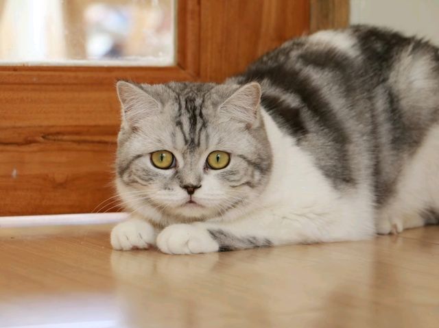 มาเล่นน้องแมวที่ Spring day cafe