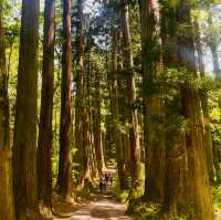 【長野県/荘厳な雰囲気のある樹齢約400年以上の杉並木🌲に木漏れ日が差し込む美しい風景✨】