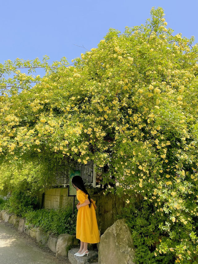 💛창원에서 제일 예쁜 목향장미 포토존💛