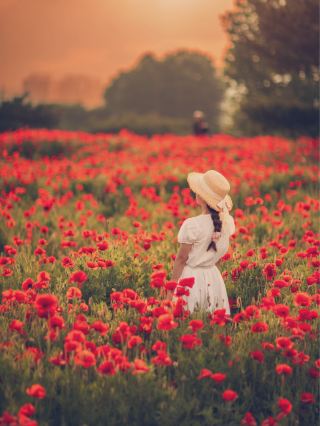 실시간 수원에 만개한 양귀비+수레국화 꽃밭 🥀✨