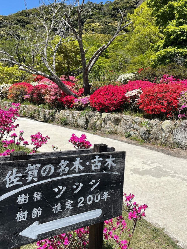【佐賀観光】国の登録記念物にも指定
