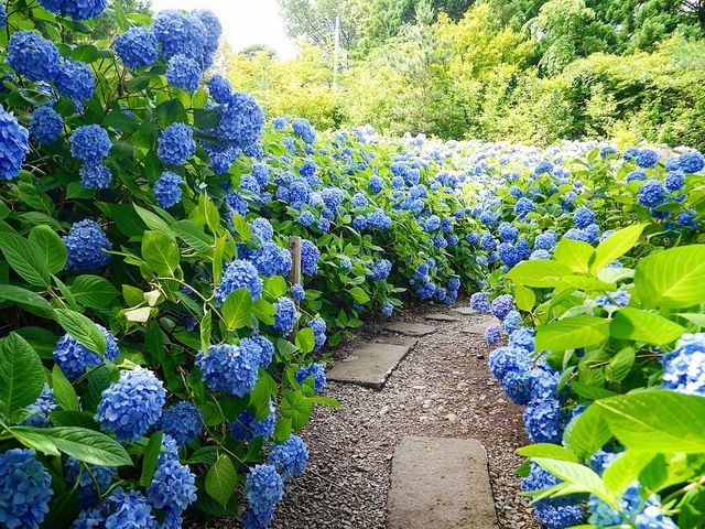 秋田北浦雲昌寺繡球花