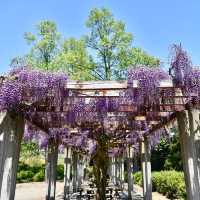 寒河江公園兩大賞花點