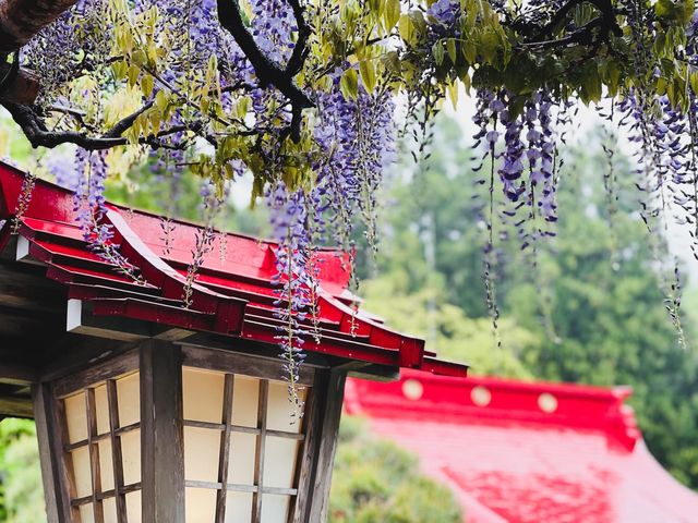 藤花盛開的金蛇水神社