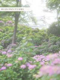 【 神奈川/ 小田原 】お城とあじさい花菖蒲のコラボ