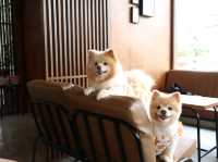 Hotto Bun คาเฟ่ที่แฮปปี้ทั้งคนทั้งน้องหมา 😊🐶