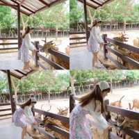 AlpacaHill สวนสัตว์ที่น่ารักสุด ๆ ในสวนผึ้งค่ะ