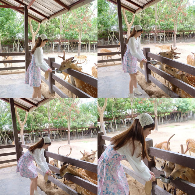 AlpacaHill สวนสัตว์ที่น่ารักสุด ๆ ในสวนผึ้งค่ะ