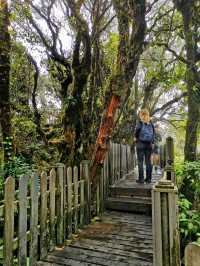Enchanting Nature Preserve in Cameron Highland