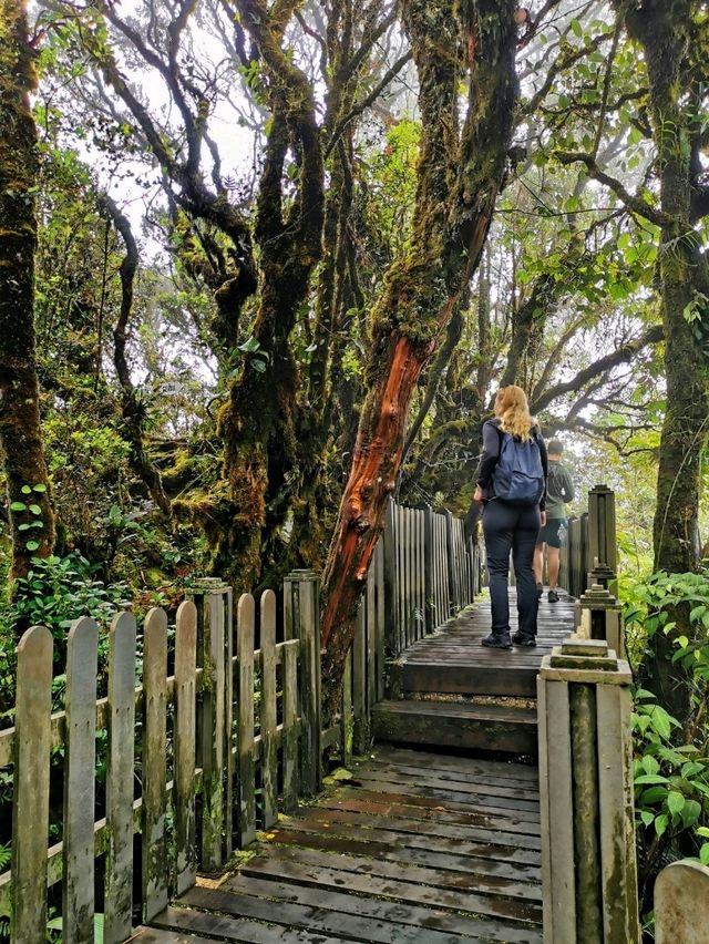 Enchanting Nature Preserve in Cameron Highland