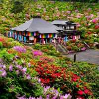 花之寺廟+杜鵑奇景
