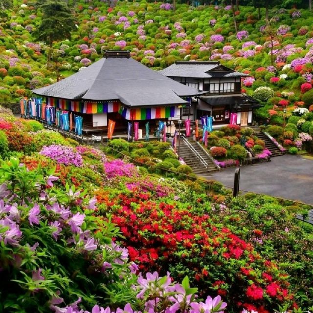 花之寺廟+杜鵑奇景
