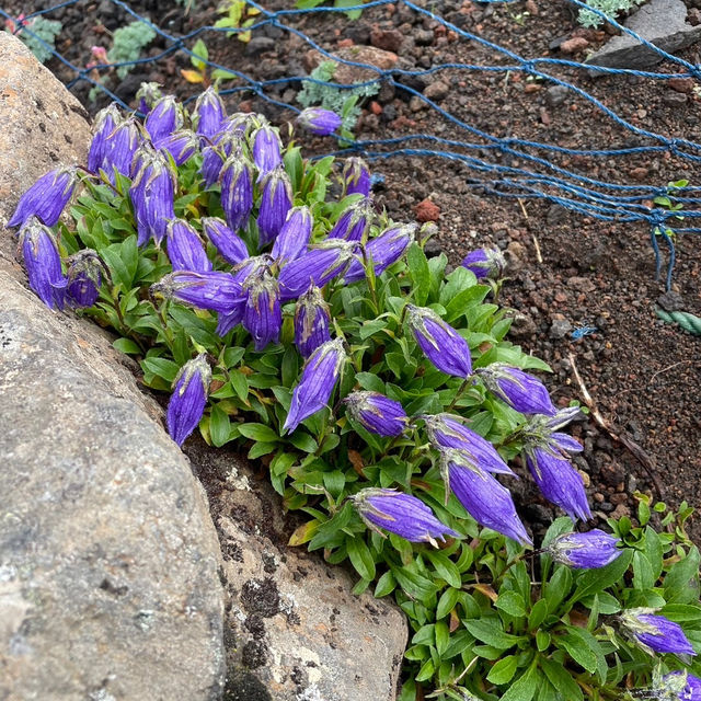日本アルプス　高山植物