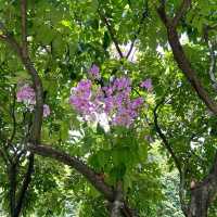 湖南省植物園：綠意盎然