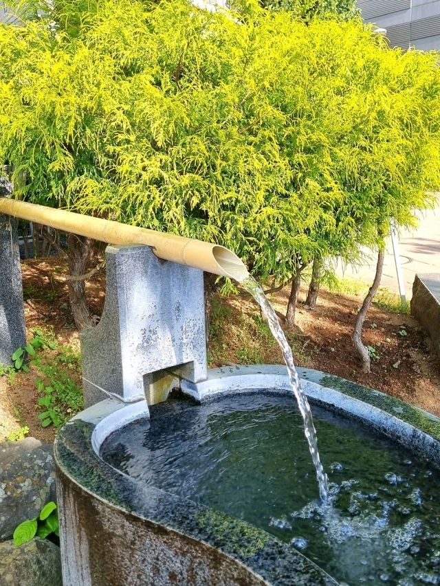 LAST SPRING IN MATSUMOTO, NAGANO, JAPAN