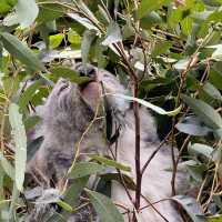悉尼親親無尾熊🐨親親袋鼠🦘（費瑟戴爾野生動物園）