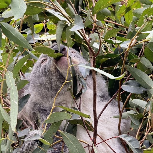 悉尼親親無尾熊🐨親親袋鼠🦘（費瑟戴爾野生動物園）