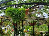 【苗栗】浪漫玫瑰花園，適合情侶家庭朋友賞花遊玩