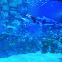 首爾COEX水族館：親子遊不能錯過的景點