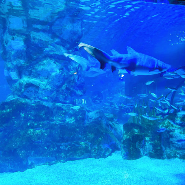 首爾COEX水族館：親子遊不能錯過的景點