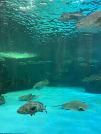 🐠Bangsaen Aquarium ดูปลาที่บางแสน✨