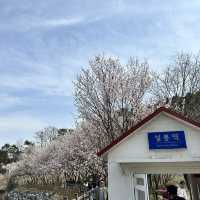 예쁜 꽃과 호수가 인상깊었던 이천 설봉공원🏞️