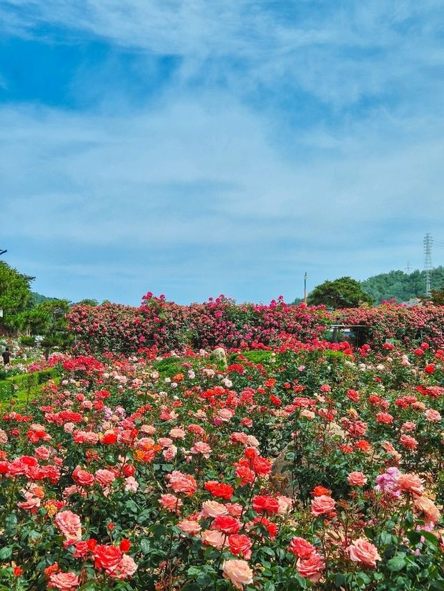 장미의 계절에는 꼭 가보셔요 강원도 삼척 [삼척 장미공원]