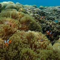 หมู่เกาะสุรินทร์ สุดยอดปะการังน้ำตื้น