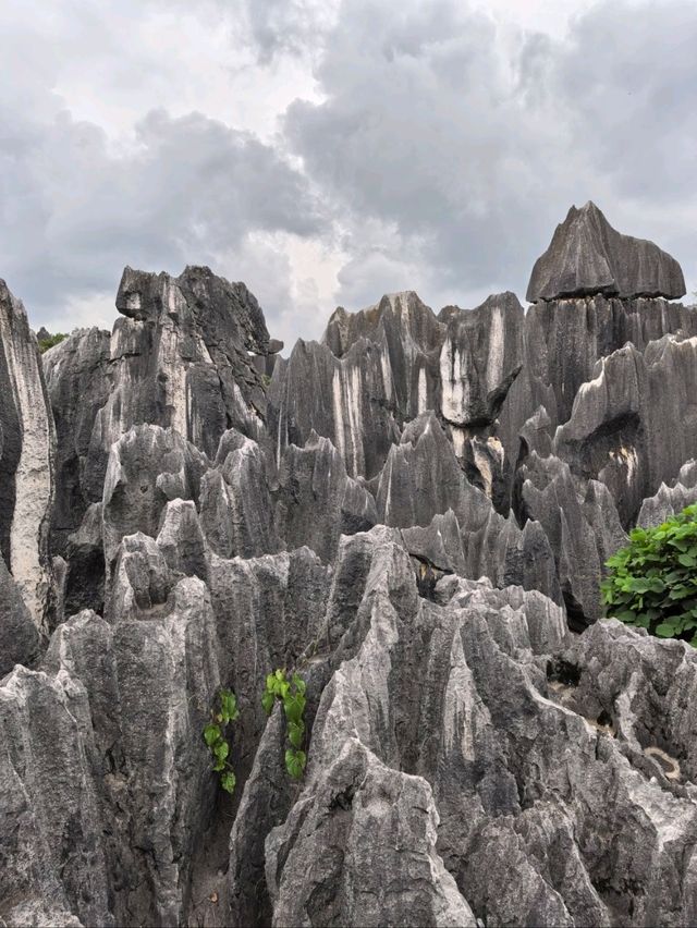 Stone Forest in Kunming 
