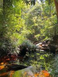Exploring the Hidden Wonders of Gunung Kelambu Lang: A Guided Jungle Adventure