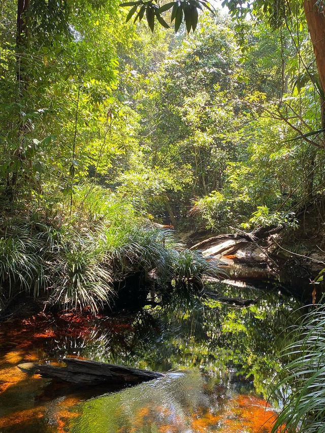 Exploring the Hidden Wonders of Gunung Kelambu Lang: A Guided Jungle Adventure