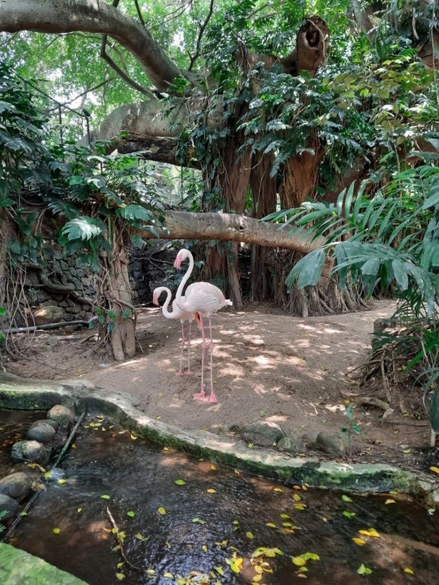 斯里蘭卡科倫坡動物園:和熱帶動物們來一次親密接觸