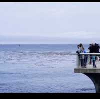 Monterey bay aquarium 