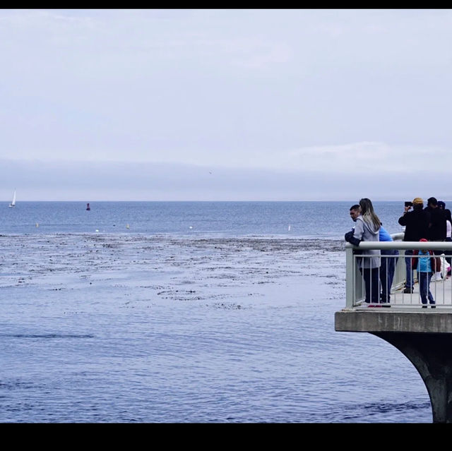 Monterey bay aquarium 