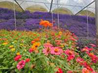 Flowers blooming at Flora Park, Cameron Highlands
