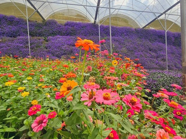 Flowers blooming at Flora Park, Cameron Highlands