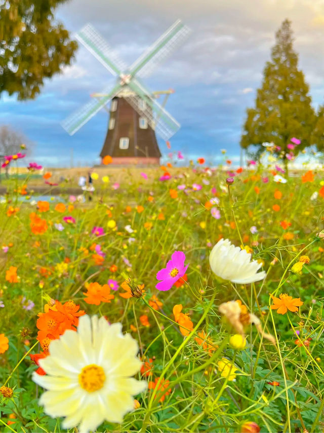 【千葉】まるで絵本の中の世界🤍かわいいコスモス畑で秋旅