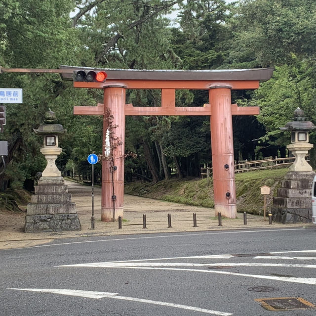 奈良公園の　鹿！！