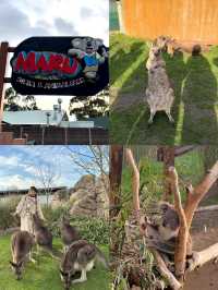 🇦🇺墨爾本旅行·體驗被袋鼠包圍的感覺🦘