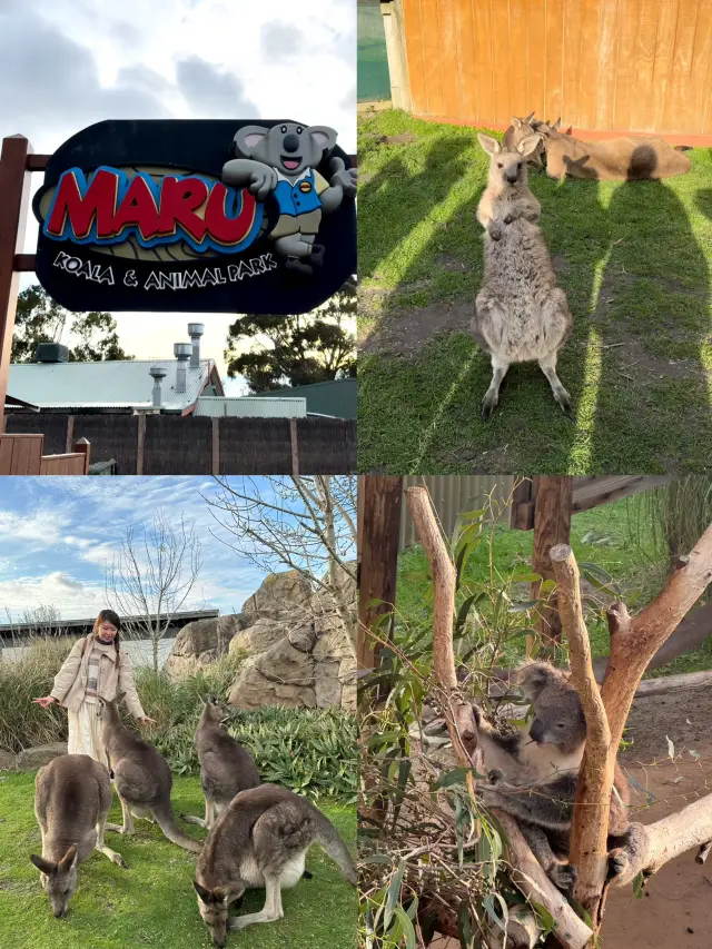 🇦🇺墨爾本旅行·體驗被袋鼠包圍的感覺🦘